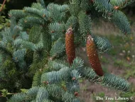 Picea koraiensis