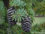 Picea koyamae