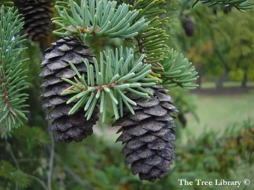 Picea koyamae - Épicéa du Koyama
