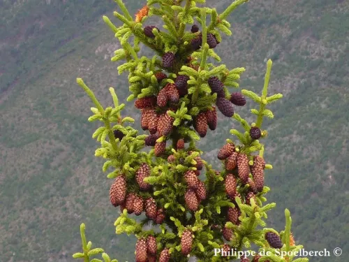 Picea likiangensis - Épicéa du Lijiang