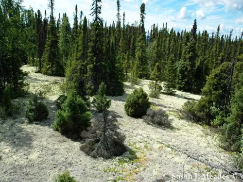 Picea mariana - Épinette noire, Épicéa noir