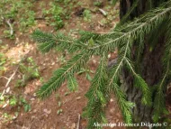 Picea martinezii
