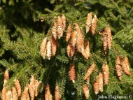 Picea maximowiczii