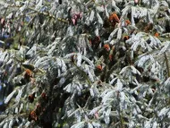 Picea mexicana
