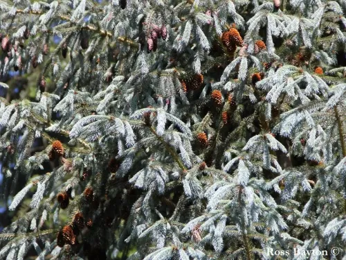 Picea mexicana - Épicéa de mexicain