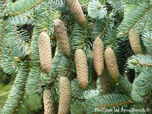 Picea meyeri - Épicéa de Meyer