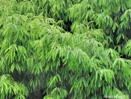 Picea morrisonicola