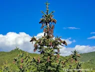 Picea neoveitchii