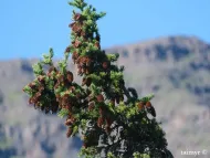 Picea obovata