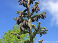 Picea omorika