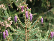 Picea orientalis