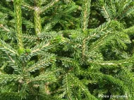 Picea purpurea