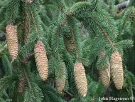 Picea retroflexa