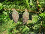 Picea rubens