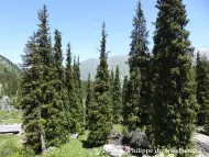 Picea schrenkiana 