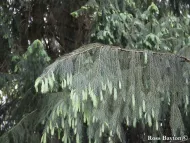 Picea smithiana