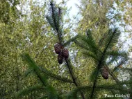 Picea spinulosa