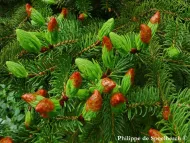 Picea torano