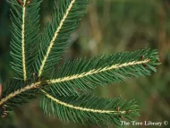 Picea wilsonii