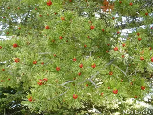 Pinus albicaulis - Pin à écorce blanche
