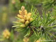 Pinus banksiana