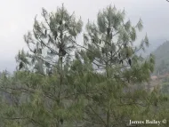 Pinus bhutanica