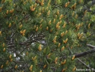 Pinus bungeana