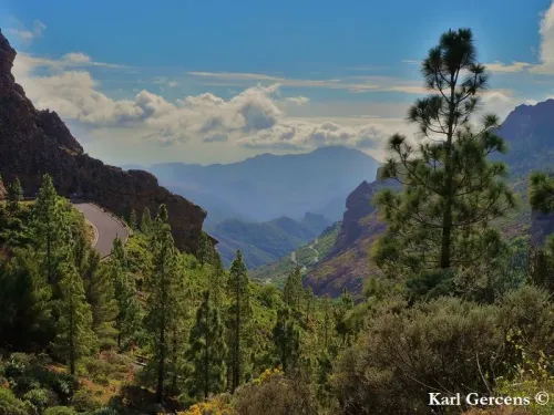 Pinus canariensis - Pin des Canaries