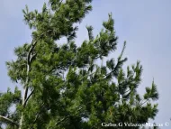 Pinus chiapensis