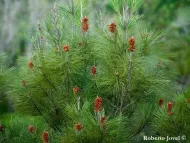 Pinus cubensis