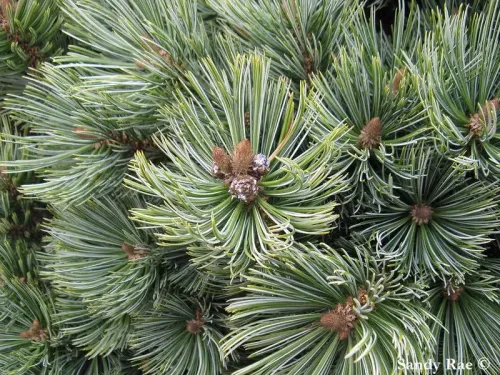 Pinus culminicola - Pin pignon du Potosi