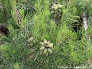 Pinus densiflora
