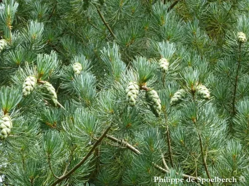 Pinus fenzeliana - Pin blanc de Hainan