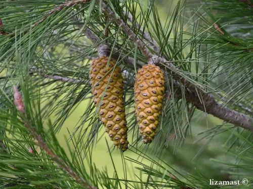 Pinus halepensis - Pin blanc de Provence, Pin d'Alep