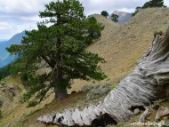 Pinus heldreichii 