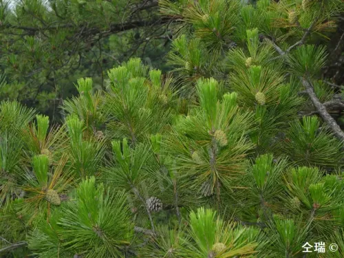 Pinus henryi - Pin d'Henry