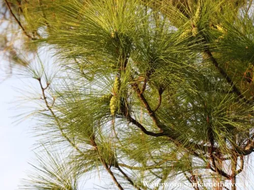 Pinus latteri - Pin des Monts Tenasserim