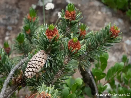 Pinus longaeva - Pin Bristlecone, Pin des Montagnes blanches