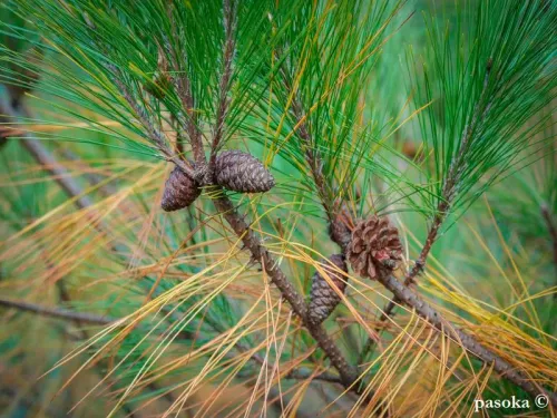 Pinus massoniana - Pin rouge de Chine, Pin de Masson