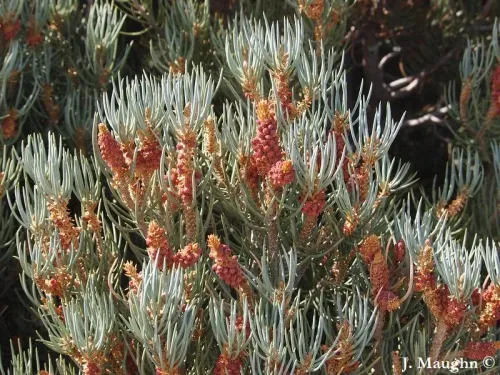 Pinus monophylla - Pin à une feuille