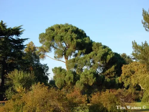 Pinus nigra subsp. laricio - Pin laricio de Corse