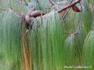 Pinus patula