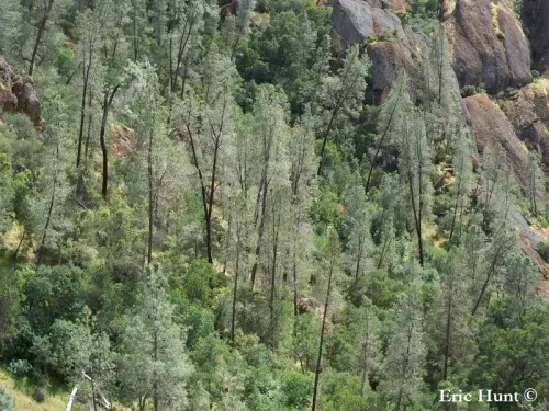 Pinus sabiniana - Pin de Sabine, Pin gris de Californie