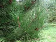 Pinus tabuliformis