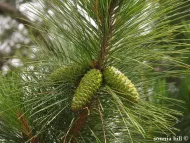 Pinus taeda