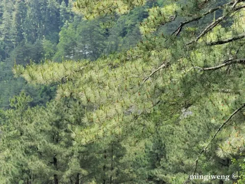 Pinus taiwanensis - Pin rouge de Taïwan, Pin de Formose