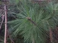 Pinus tecunumanii