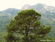 Pinus teocote
