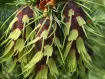 Pseudotsuga