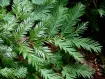 Sequoia